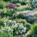 Liste de 11 plantes médicinales faciles à cultiver dans son jardin en permaculture.