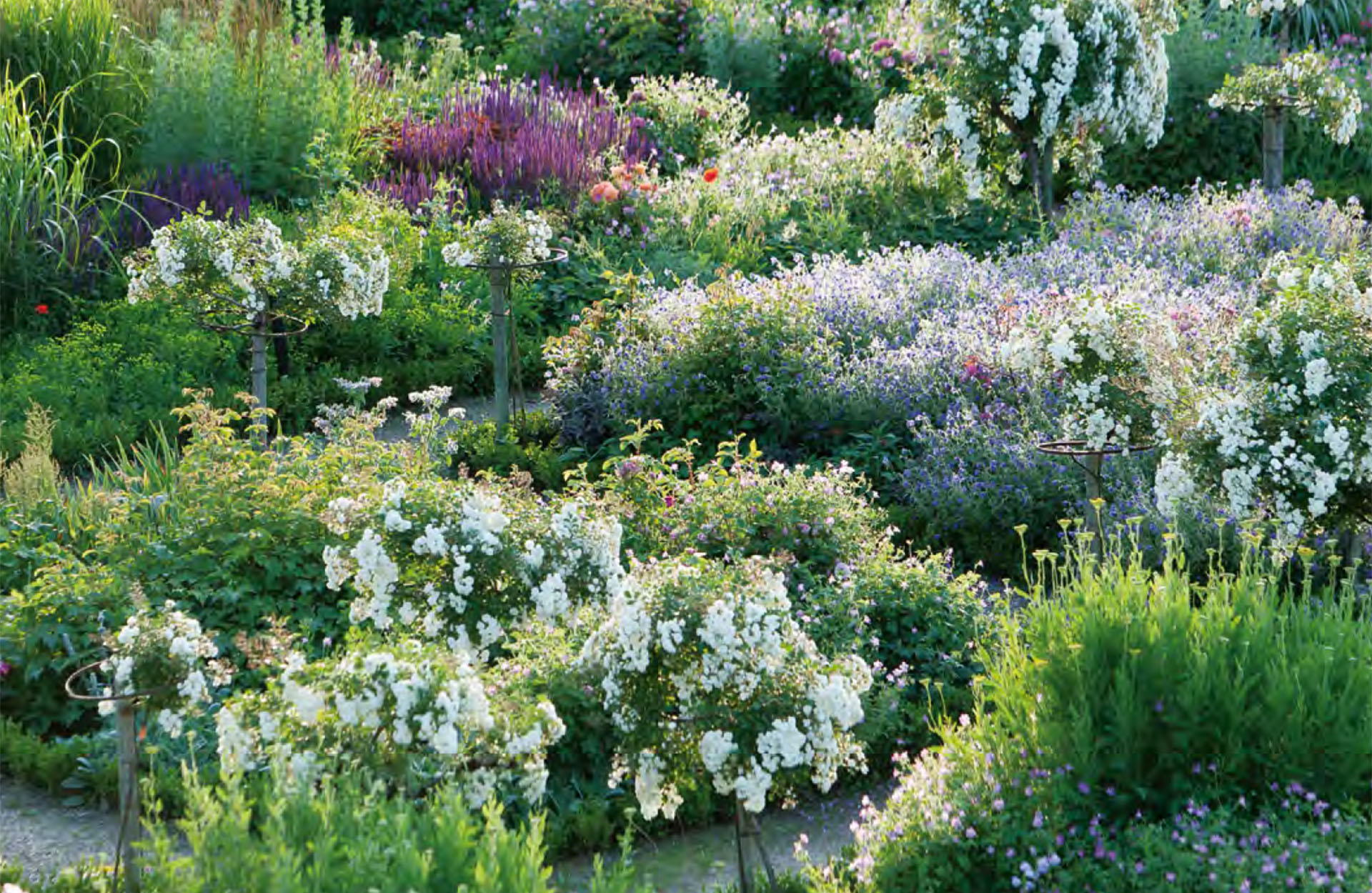 Liste de 11 plantes médicinales faciles à cultiver dans son jardin en permaculture.