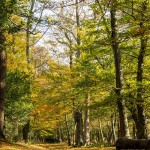 Environnement : les forêts françaises gagnent du terrain