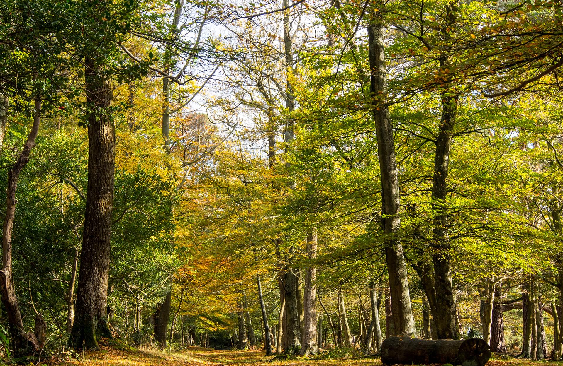 Environnement : les forêts françaises gagnent du terrain