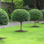 L'art topiaire est l’art qui consiste à tailler les arbres et arbustes dans un but décoratif